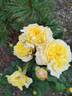 Nouchette rose photo
