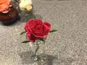 Joycie X Blueberry rose photo