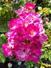 Grape Jelly rose photo