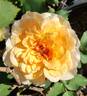 Silvina Donvito rose photo