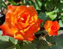 Clos Fleuri d'Or rose photo
