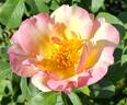 Olivier Roellinger ® rose photo