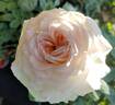 Magnificent Perfume rose photo