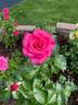 Hot Princess rose photo