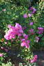 Hermann Schmidt rose photo