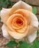 Lucille Ball rose photo