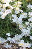Schneekönigin ® rose photo
