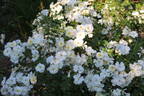 Schneekönigin ® rose photo