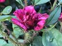 Secret Recipe rose photo