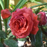 George rose photo