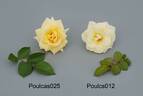 Poulcs012 rose photo