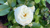 Alabaster rose photo