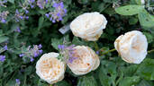 Fair Bianca ® rose photo