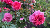 Zaide rose photo