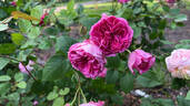 Portmeirion rose photo