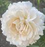 Cream Yves Piaget rose photo