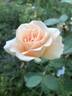Folksinger rose photo