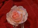 Fragrant Blush ™ rose photo
