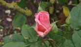 Blessings rose photo