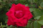 Pride of England rose photo