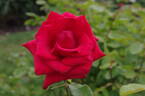 Pride of England rose photo