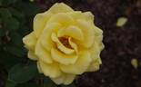 Lion's International rose photo