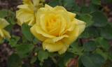 Lion's International rose photo