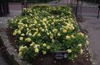 Phab Gold Rose rose photo