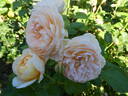 Charity rose photo