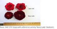 Navy Lady rose photo