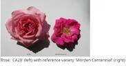 CA28 rose photo
