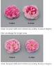 AUStijus rose photo