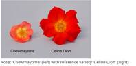 Celine Dion ™ rose photo