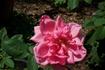 Louise Joly rose photo