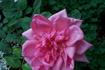 Louise Joly rose photo