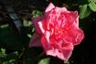 Louise Joly rose photo