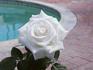 Moonlight Sonata ™ rose photo