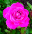 Mary Margaret McBride rose photo