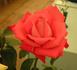 Stephanie Diane rose photo