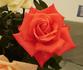 Stephanie Diane rose photo