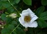 Pristine Pavement rose photo