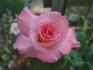 Angela Lansbury rose photo