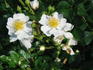 Golf rose photo