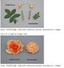 HORcoherent rose photo