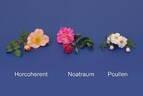 HORcoherent rose photo