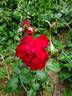 Black Cherry ™ rose photo