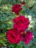 Intrigue rose photo