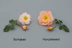 HORcoherent rose photo