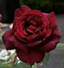 Oklahoma (Hybrid Tea, Swim rose photo