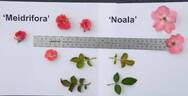 Noala rose photo